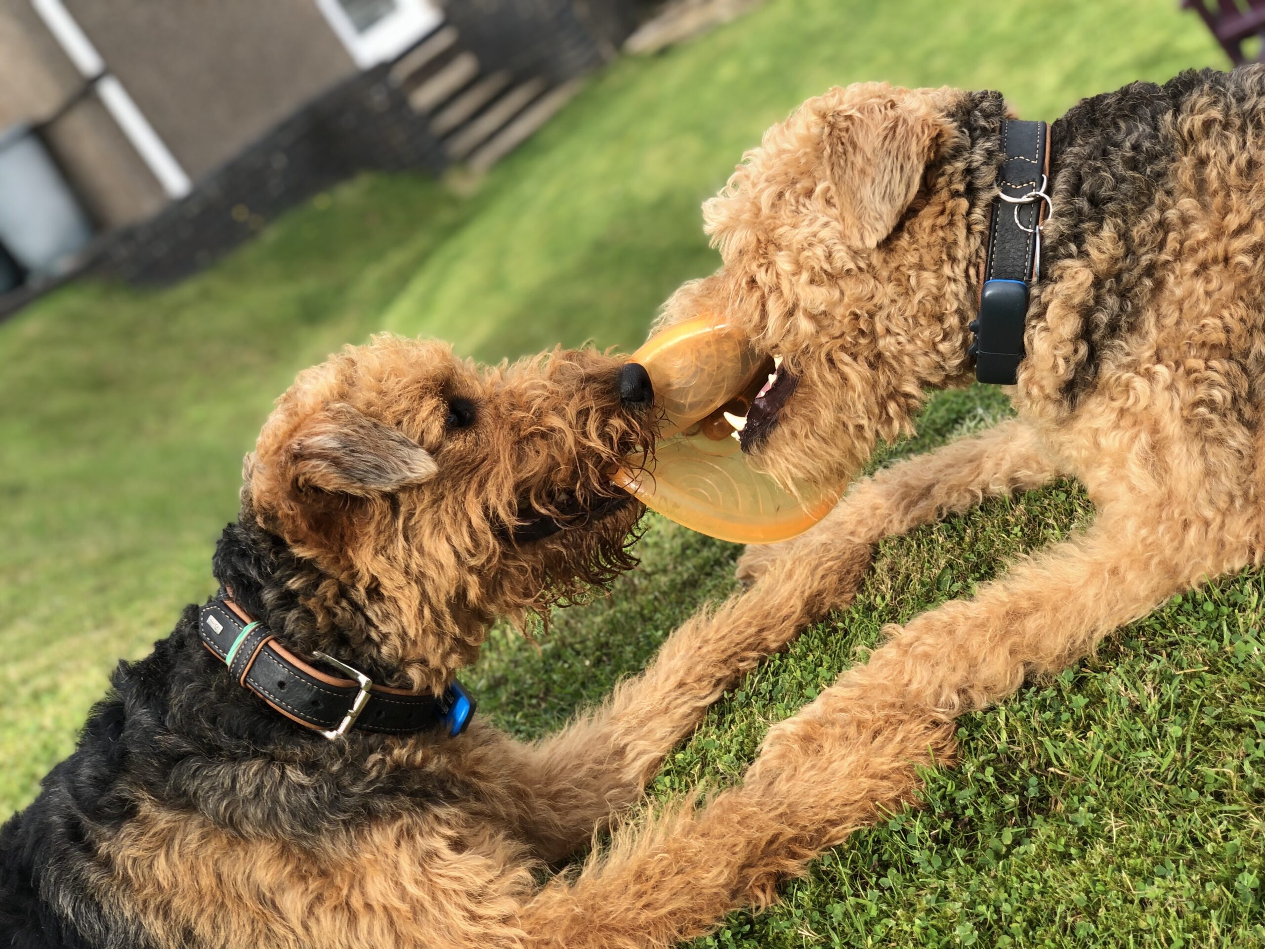 Two dogs playing tug-of-war with a frisbee